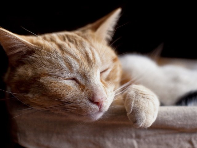 Обои кот, мордочка, кошка, сон, спит, рыжий, лапки, домашние животные, домашние животные, cat, muzzle, sleep, sleeping, red, legs, pets разрешение 2560x1600 Загрузить