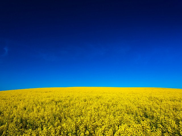 Обои небо, цветы, природа, поле, жёлтая, неба, желтое, fields, на природе, канола, canola, the sky, flowers, nature, field, yellow, sky разрешение 2880x1920 Загрузить