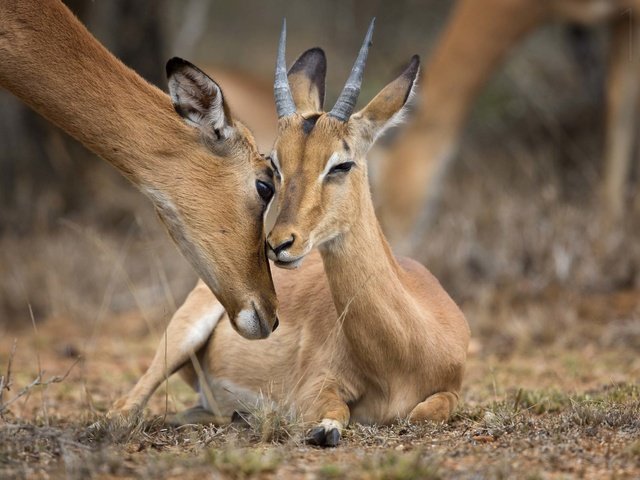 Обои природа, животные, антилопа, nature, animals, antelope разрешение 2500x1666 Загрузить