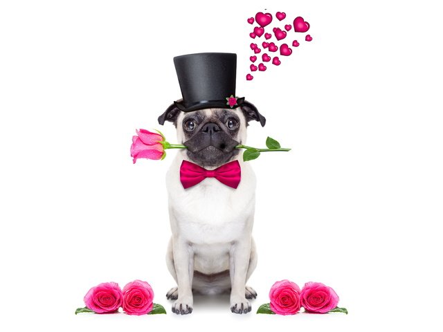 Обои розы, собака, сердце, шляпа, мопс, roses, dog, heart, hat, pug разрешение 6000x4000 Загрузить