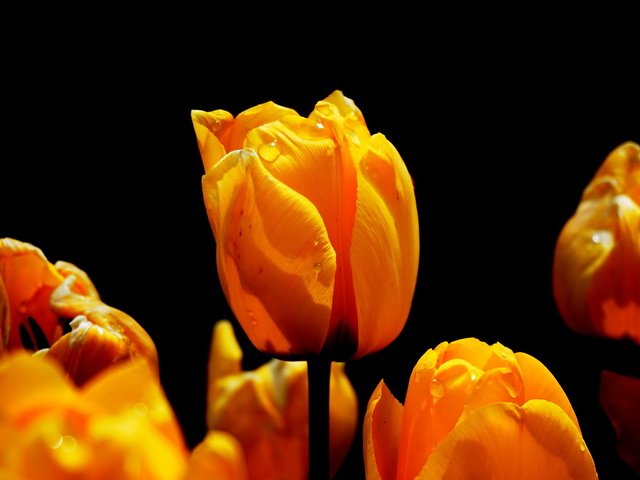Обои цветы, природа, весна, черный фон, тюльпаны, flowers, nature, spring, black background, tulips разрешение 1920x1321 Загрузить