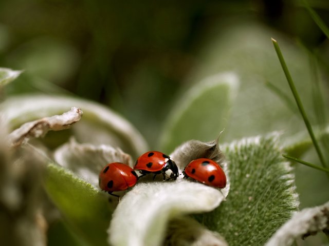 Обои макро, насекомые, божья коровка, растение, macro, insects, ladybug, plant разрешение 2560x1600 Загрузить