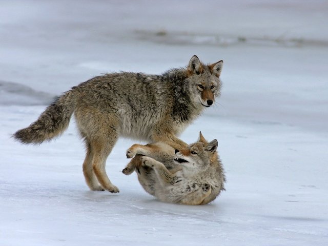 Обои морда, природа, фон, лапы, хищник, волки, волк, face, nature, background, paws, predator, wolves, wolf разрешение 2048x1425 Загрузить