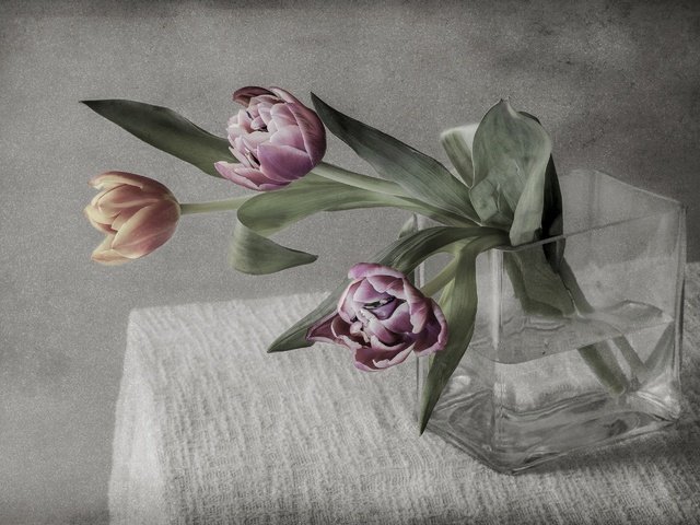 Обои цветы, фон, букет, тюльпаны, flowers, background, bouquet, tulips разрешение 2880x1908 Загрузить