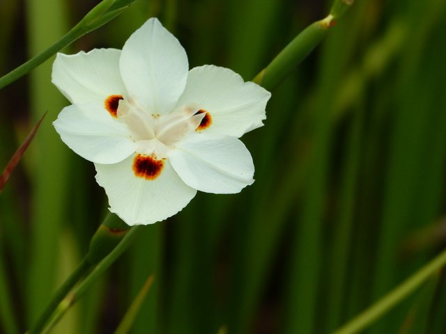 Обои цветок, белый, ирис, цветком, диетес двуцветный, африканский ирис, flower, white, iris, the dichroic dates, african iris разрешение 4000x3000 Загрузить