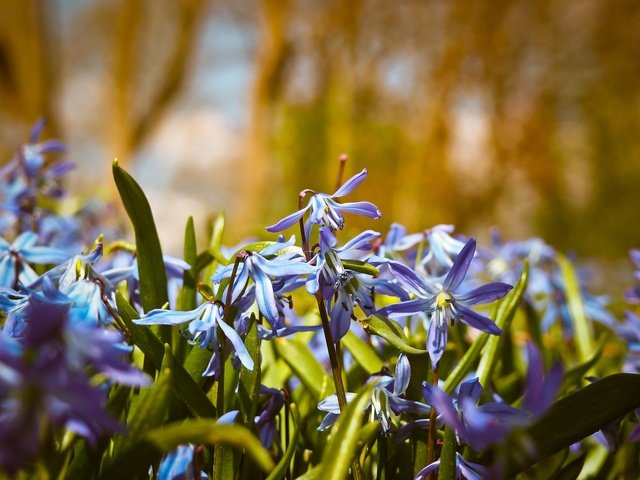 Обои цветы, голубые, колокольчики, blue bell, flowers, blue, bells разрешение 1920x1440 Загрузить