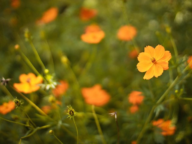 Обои цветы, лепестки, оранжевые, flowers, petals, orange разрешение 3088x2056 Загрузить