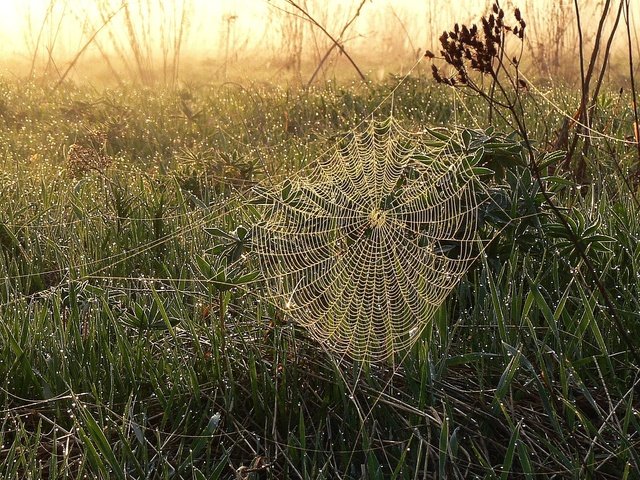 Обои трава, зелень, утро, роса, капли, паутина, grass, greens, morning, rosa, drops, web разрешение 2005x1504 Загрузить