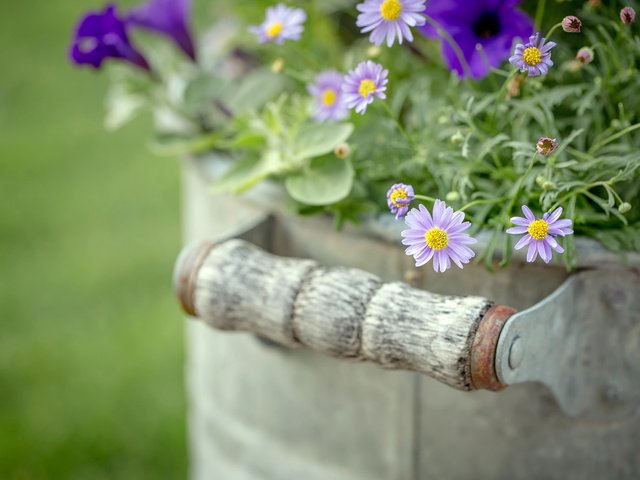 Обои цветы, природа, фон, flowers, nature, background разрешение 2048x1365 Загрузить