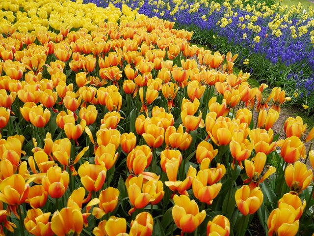 Обои тюльпаны, много, желтые, оранжевые, tulips, a lot, yellow, orange разрешение 4335x2800 Загрузить
