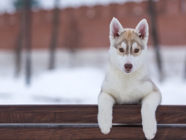 Обои взгляд, собака, щенок, хаски, look, dog, puppy, husky разрешение 5191x3340 Загрузить