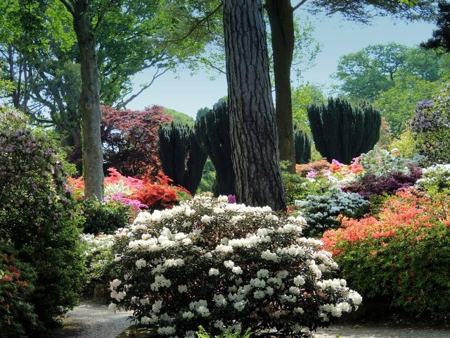 Обои цветы, деревья, кусты, великобритания, сад, уэльс, рододендроны, bodnant gardens, flowers, trees, the bushes, uk, garden, wales, rhododendrons разрешение 2880x1920 Загрузить