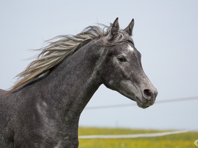 Обои лошадь, серый, конь, грива, (с) oliverseitz, horse, grey, mane, (c) oliverseitz разрешение 4000x2586 Загрузить