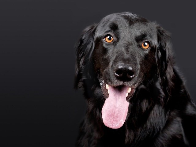 Обои морда, собака, черная, язык, ховаварт, говаварт, face, dog, black, language, hovawart разрешение 1920x1440 Загрузить