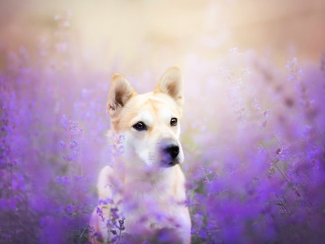 Обои цветы, мордочка, взгляд, собака, ушки, друг, flowers, muzzle, look, dog, ears, each разрешение 1920x1225 Загрузить