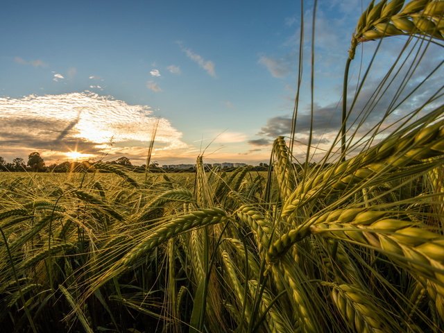 Обои небо, природа, макро, поле, лето, колосья, пшеница, the sky, nature, macro, field, summer, ears, wheat разрешение 2048x1365 Загрузить