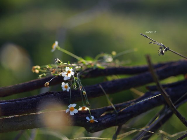 Обои цветы, природа, фон, полевые цветы, jane ha, flowers, nature, background, wildflowers разрешение 2835x1890 Загрузить