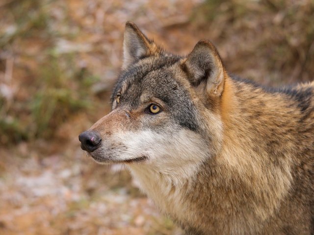 Обои природа, волк, quiet-bliss, really, big bad wolf!, nature, wolf, the big bad wolf! разрешение 2000x1333 Загрузить