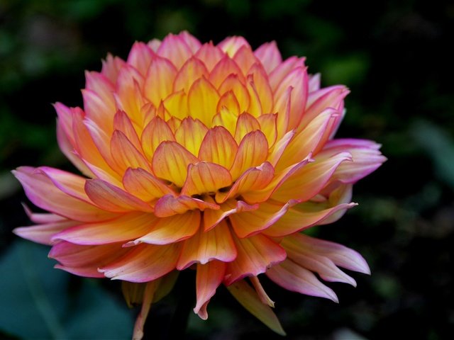 Обои макро, цветок, лепестки, георгин, macro, flower, petals, dahlia разрешение 2880x1920 Загрузить