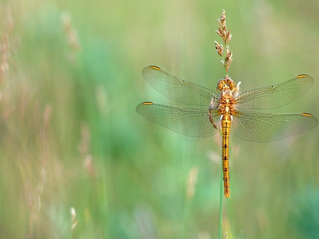 Обои трава, макро, насекомое, лето, луг, стрекоза, золотистая, стебелёк, grass, macro, insect, summer, meadow, dragonfly, golden, stem разрешение 2880x1620 Загрузить