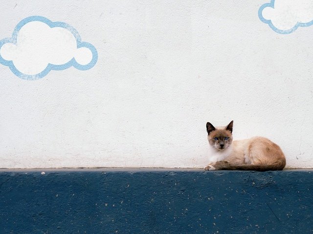 Обои облака, фон, кошка, взгляд, стена, улица, clouds, background, cat, look, wall, street разрешение 1920x1294 Загрузить