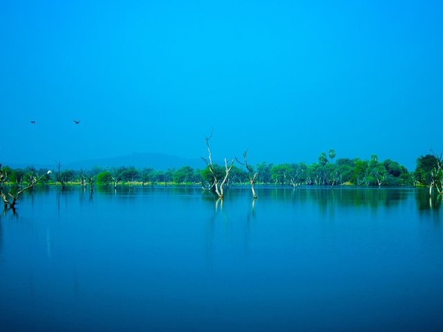 Обои небо, деревья, вода, озеро, природа, пейзаж, птицы, синее, the sky, trees, water, lake, nature, landscape, birds, blue разрешение 4288x2160 Загрузить