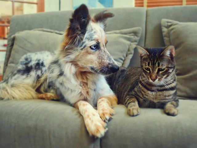 Обои кот, кошка, собака, пара, пес, диван, дружба, cat, dog, pair, sofa, friendship разрешение 2048x1152 Загрузить