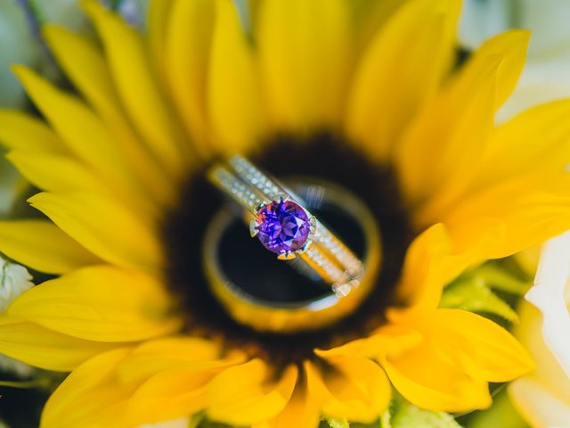 Обои лепестки, подсолнух, камень, кольцо, желтые, petals, sunflower, stone, ring, yellow разрешение 5562x3713 Загрузить