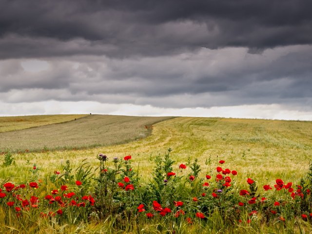 Обои небо, цветы, трава, тучи, поле, маки, колосья, пшеница, the sky, flowers, grass, clouds, field, maki, ears, wheat разрешение 4000x2465 Загрузить