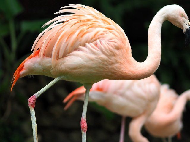 Обои фламинго, птицы, зоопарк, гаосюн, flamingo, birds, zoo, kaohsiung разрешение 5184x3240 Загрузить