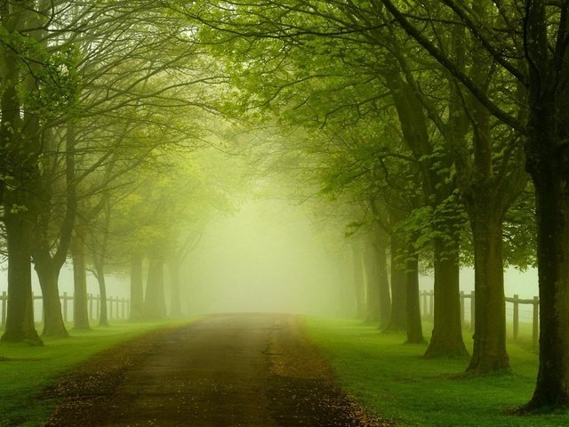 Обои дорога, трава, деревья, природа, листья, туман, забор, road, grass, trees, nature, leaves, fog, the fence разрешение 1920x1200 Загрузить