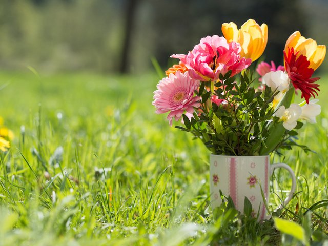 Обои трава, кружка, букет, тюльпаны, герберы, grass, mug, bouquet, tulips, gerbera разрешение 2048x1362 Загрузить