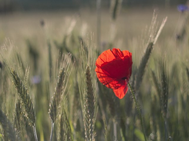 Обои природа, боке, макро, цветок, поле, красный, мак, колосья, пшеница, nature, bokeh, macro, flower, field, red, mac, ears, wheat разрешение 3888x2592 Загрузить