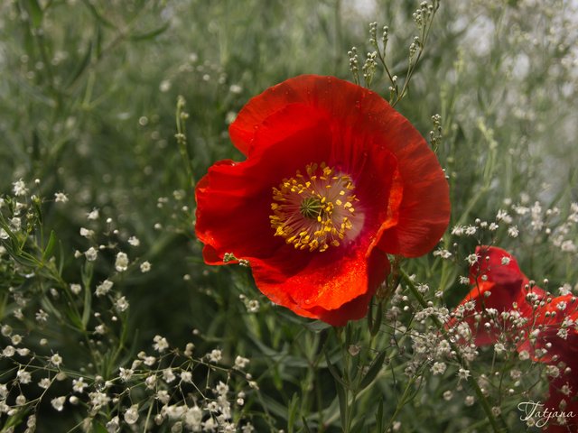 Обои макро, красный, мак, гипсофила, macro, red, mac, gypsophila разрешение 2400x1595 Загрузить