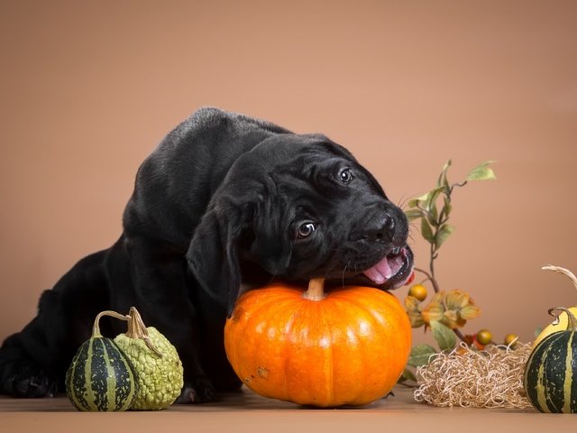 Обои черный, щенок, тыква, кане-корсо, шалун, грызет, black, puppy, pumpkin, cane corso, naughty, nibbles разрешение 3600x2236 Загрузить