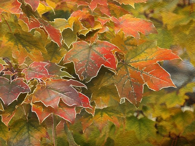 Обои листья, осень, клен, leaves, autumn, maple разрешение 4000x2619 Загрузить