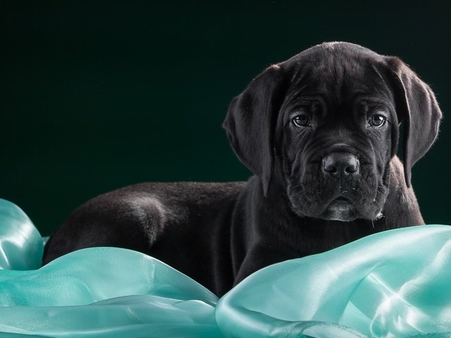 Обои черный, щенок, ткань, кане-корсо, black, puppy, fabric, cane corso разрешение 3000x1903 Загрузить