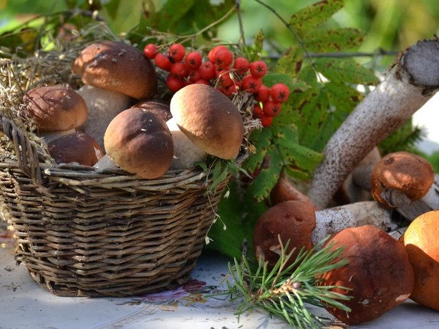 Обои грибы, корзина, рябина, боровики, mushrooms, basket, rowan разрешение 1920x1321 Загрузить