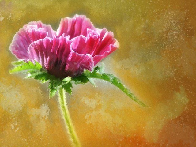 Обои цветок, мак, бутон, розовый, flower, mac, bud, pink разрешение 3000x1927 Загрузить