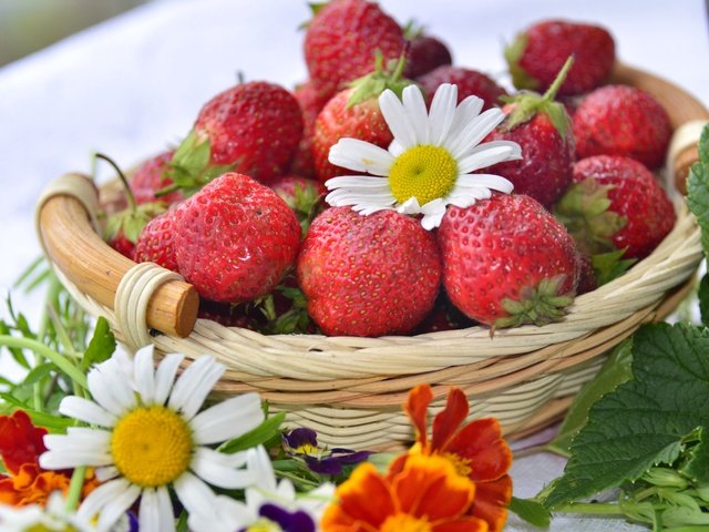 Обои клубника, ромашка, корзина, ягоды, бархатцы, strawberry, daisy, basket, berries, marigolds разрешение 3200x2045 Загрузить