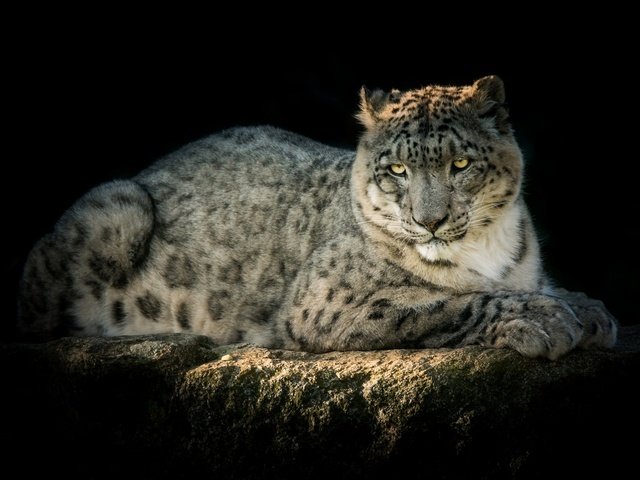 Обои хищник, снежный барс, ирбис, красавец, predator, snow leopard, irbis, handsome разрешение 1920x1279 Загрузить