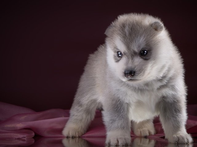 Обои щенок, хаски, порода, puppy, husky, breed разрешение 2400x1534 Загрузить