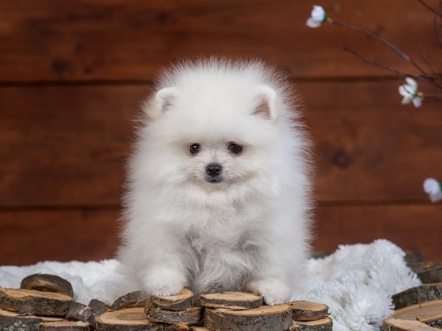 Обои пушистый, белый, щенок, шпиц, fluffy, white, puppy, spitz разрешение 4000x2604 Загрузить