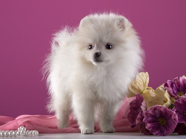 Обои цветы, белый, щенок, порода, шпиц, flowers, white, puppy, breed, spitz разрешение 2600x1703 Загрузить