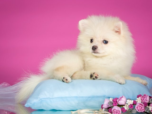 Обои цветы, белый, щенок, венок, подушка, шпиц, flowers, white, puppy, wreath, pillow, spitz разрешение 3000x1815 Загрузить