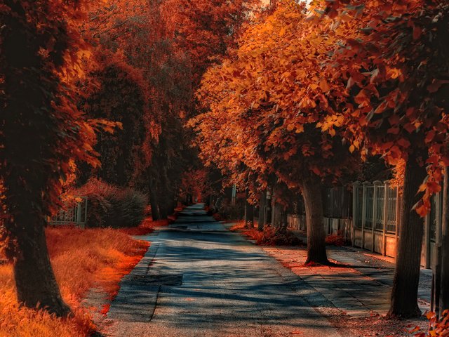 Обои дорожка, осень, обработка, тропинка, улица, опадают, осен, track, autumn, treatment, path, street, fall разрешение 3543x2362 Загрузить