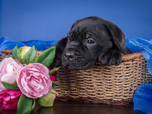 Обои цветы, собака, щенок, ткань, корзина, кане-корсо, пионы, flowers, dog, puppy, fabric, basket, cane corso, peonies разрешение 3000x1979 Загрузить