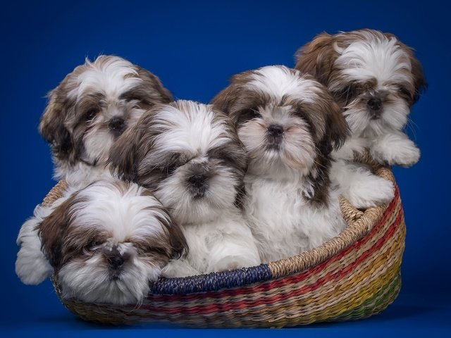 Обои корзина, щенки, ши-тцу, квинтет, basket, puppies, shih tzu, quintet разрешение 2900x1839 Загрузить