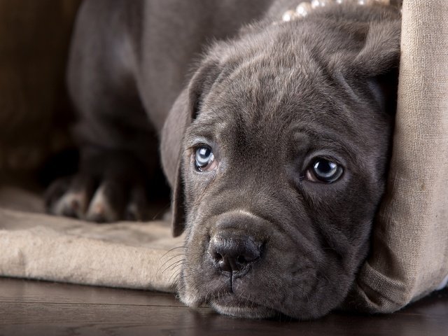 Обои морда, взгляд, щенок, кане-корсо, face, look, puppy, cane corso разрешение 3600x2350 Загрузить