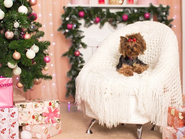 Обои новый год, елка, кресло, праздник, бантик, йоркширский терьер, new year, tree, chair, holiday, bow, yorkshire terrier разрешение 2400x1498 Загрузить